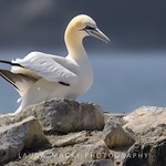 Northern Gannet