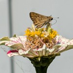 Hylephila phyleus (Drury, 1773) - Hesperiidae, Hesperiinae - Fiery Skipper 3