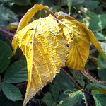 Blackberry Rust Phragmidium violaceum or P. bulbosum