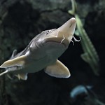 Fish (Actinopterygii)