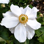 A return visit to Holker Hall