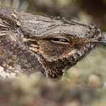 European Nightjar