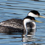 Western Grebe