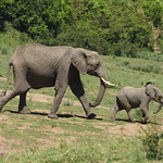 African bush elephant