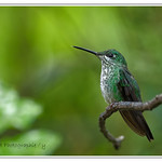 Colibri-Brillant-Fer-de-Lance