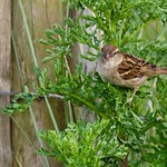 House Sparrow