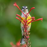 Bananaquit