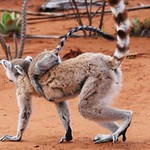 Ring-tailed Lemur Holding On (Lemur catta)