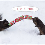 Fun with Backyard Squirrels this Christmas