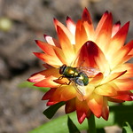 Beauty and the Beast :) / La Belle et la Bete :)