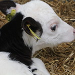 New Life Born 2 -12-2024