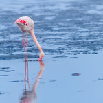 Elegant Flamingo Reflections in Namibia&rsquo;s Waters