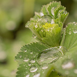 Morning Elegance &ndash; Water Droplets on Leaves