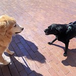 Boston Dogs! - The Ultimate Showdown!