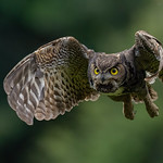 Interesting Wing Position #2 (Great Horned Owl)