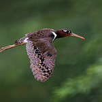 A female Greater Painted Snipe flying on the edge of paddyfields