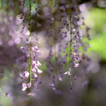 Wisteria