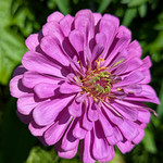 Project 365 - 5/27/2025 - 147/365