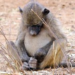 Juvenile Chacma Baboon (Papio ursinus)