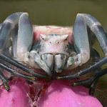 Heather Crab Spider (Thomisus onustus) 1 of 4