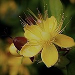 Hertshooi ( Hypericum)