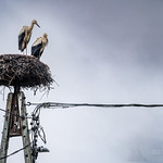 Land der St&ouml;rche