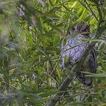 Tropical_Screech_Owl_WEB2_F4A5630