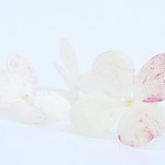 251/365 - hydrangea petals