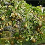 Walled Garden @ Bateman's NT Sussex