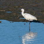 lepelaar - Eurasian spoonbill (Platalea leucorodia)