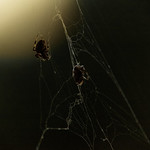 The Orb Weaver Spider