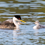 western grebe.jpg