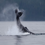High Five! Humpback Style
