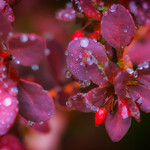 Autumn Raindrops