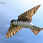 Swallow