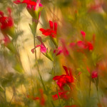 "Cherry Lips" salvia