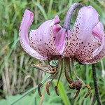 Lilium martagon Turk's Cap Wild Flower Moth July Germany Upper Bavaria Europe &copy; Z&uuml;nslerfalter T&uuml;rkenbund-Lilie Juli Wildblume Bayern Oberbayern Deutschland &copy;