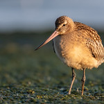 Bar-tailed godwit 008 / Szlamnik 008