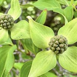 Their leaves worn so flawless, each identical as the other. Stained in green, they&rsquo;re painted into the backdrop perfectly hidden.