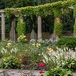 Berlin, Gro&szlig;er Tiergarten: Pergola im Rosengarten - Berlin, Great Tiergarten: Pergola in the Rose Garden