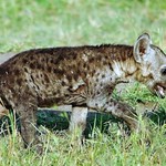 Hyena Pup (Crocuta crocuta)
