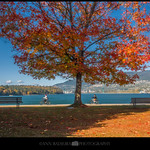 Vancouver fall foliage
