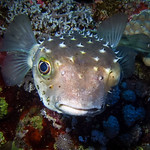 Pez Globo - Pufferfish