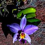 Blooming On Thanksgiving Day (1)