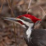 Grand Pic / Pileated Woodpecker / (Dryocopus pileatus)