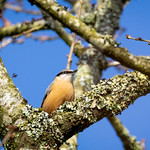 Sittelle torchepot (Sitta europaea)