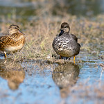 Gadwall male and female