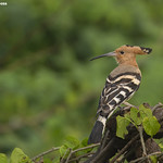 Common Hoopoe