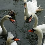 Swans
