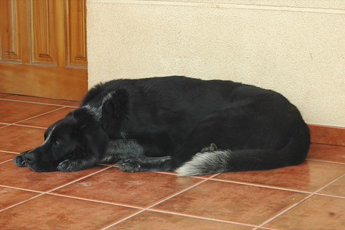 Moro haciendo el vago... Moro haciendo el vago...